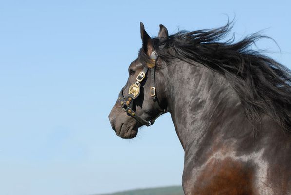 Norikerwallach Maverik