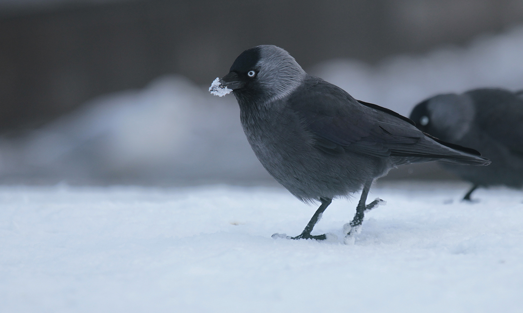 "Normale" Dohle Foto & Bild tiere, wildlife, wild lebende vögel Bilder auf