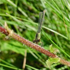 "Normale" Färbung des Weibchens der Großen Pechlibelle (Ischnura elegans, forma infuscans)