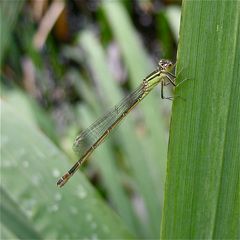 "Normale" Farbe des Weibchens der Großen Pechlibelle (Ischnura elegans), forma infuscans