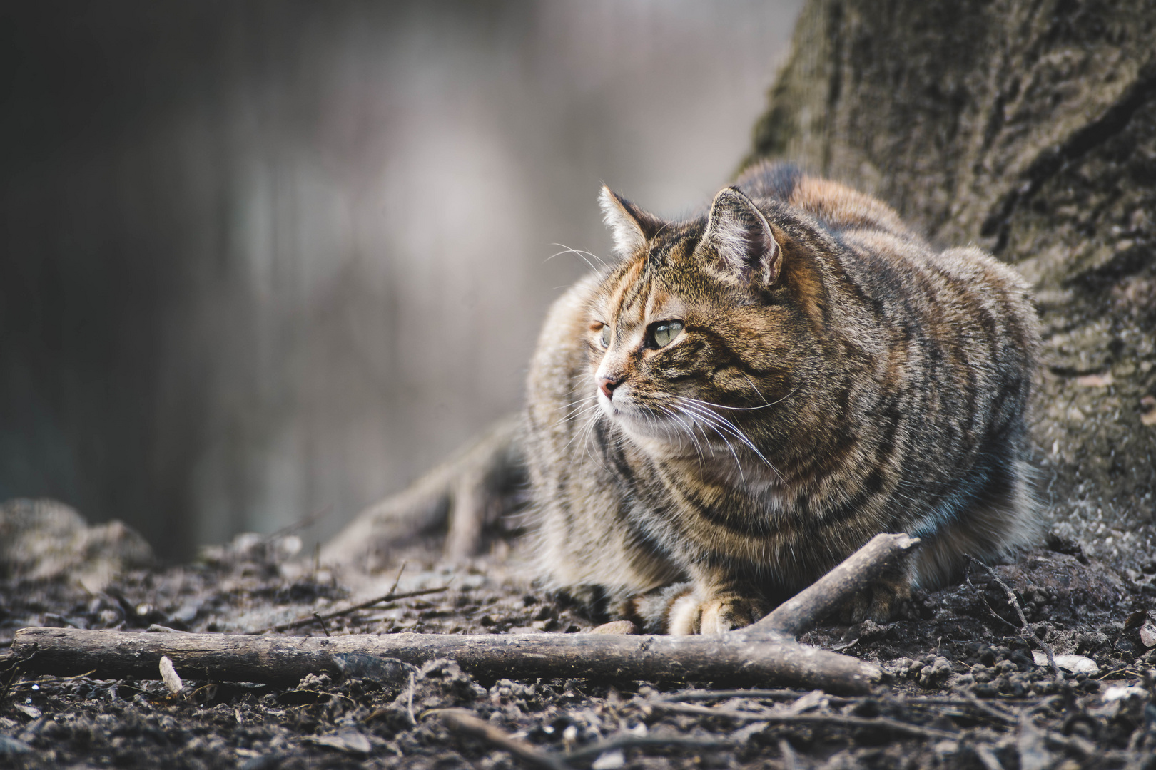 Normale Katze im Wald