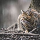 Normale Katze im Wald