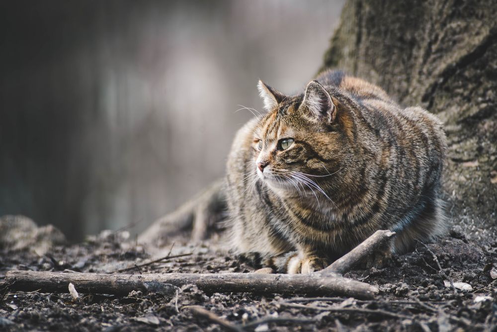 Normale Katze im Wald Foto & Bild | experimente, tiere, haustiere