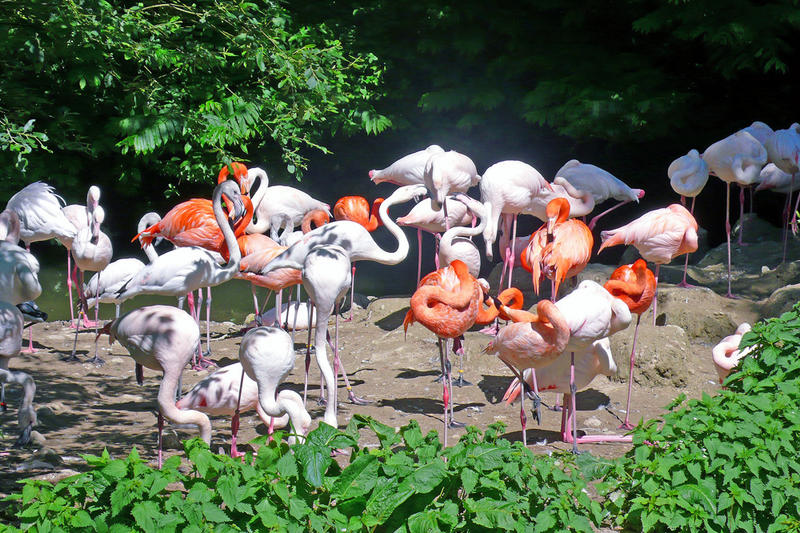 Normale Menschen bringt der Storch, besondere Menschen bringt der Flamingo # 1