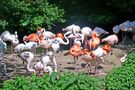 Normale Menschen bringt der Storch, besondere Menschen bringt der Flamingo # 1 von Christine Matouschek 