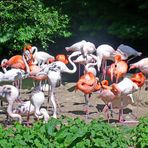 Normale Menschen bringt der Storch, besondere Menschen bringt der Flamingo # 1