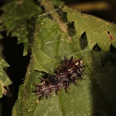 "Normal"gefärbteRaupedesAdmirals(Vanessa.atalanta)...