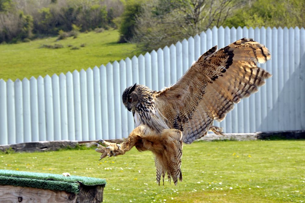 Normally attack position for catching food