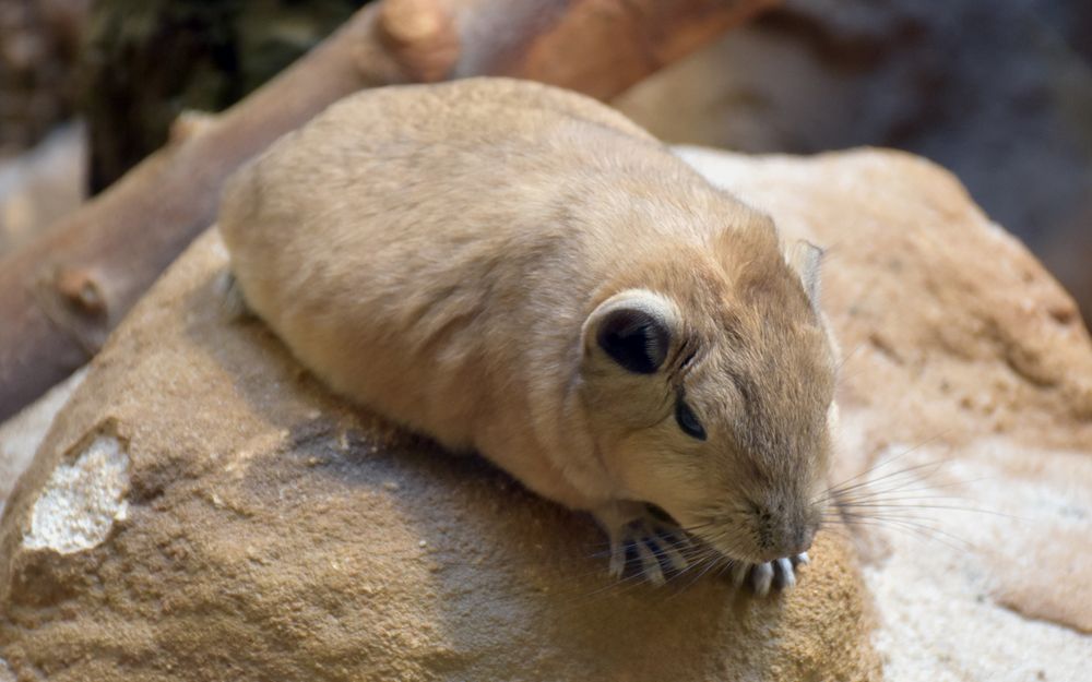 North African gundi (Ctenodactylus gundi) Foto & Bild Bilder auf