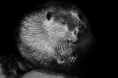 North American beaver