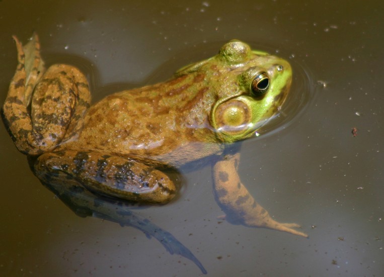 North American Bull Frog