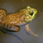 North American Bull Frog