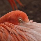 North American Flamingo