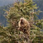 North American Porcupaine