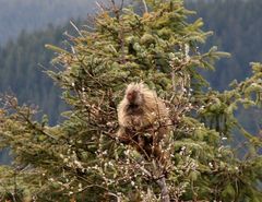 North American Porcupaine