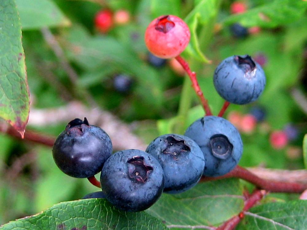North Carolina Blueberries