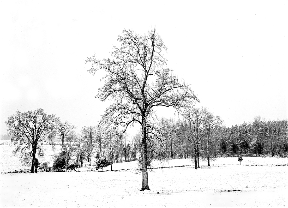 North Carolina Winter