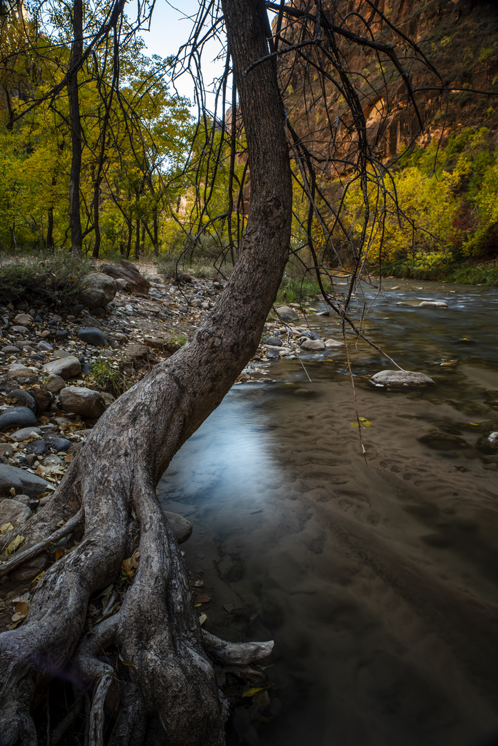 North Fork Virgin River