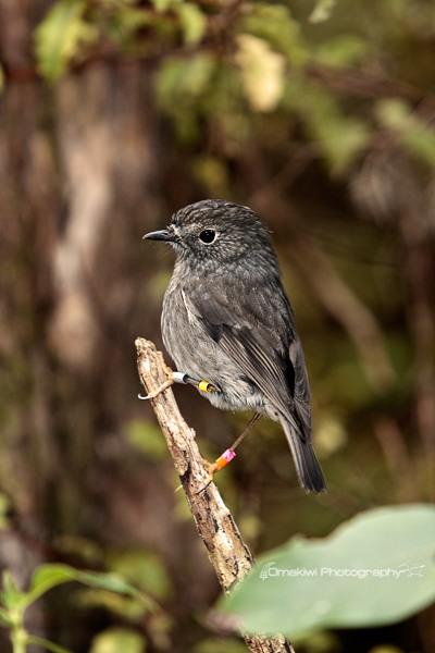 North Island Robin