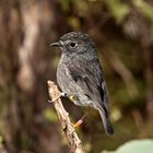 North Island Robin