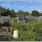 North jesmond allotments