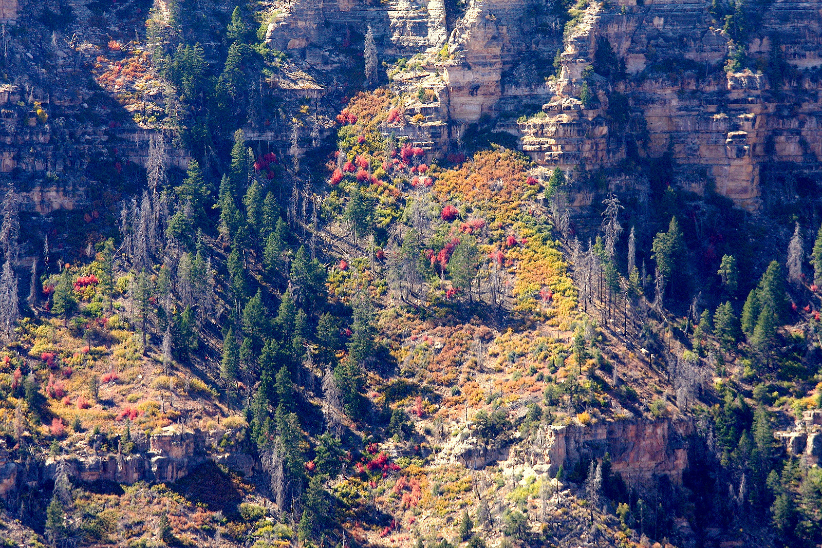 North Rim des Grand Canyon mit farbenfrohem Baumbesatz an den Steilwänden