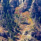 North Rim des Grand Canyon mit farbenfrohem Baumbesatz an den Steilwänden