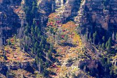 North Rim des Grand Canyon mit farbenfrohem Baumbesatz an den Steilwänden