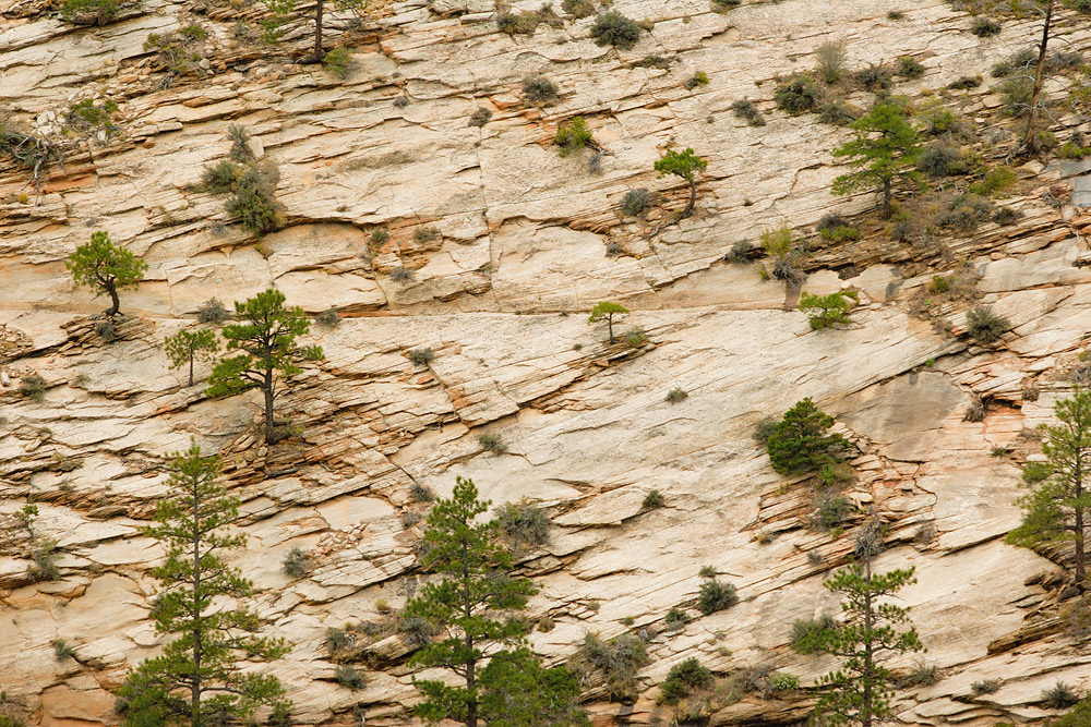 North Rim Trail - Utah