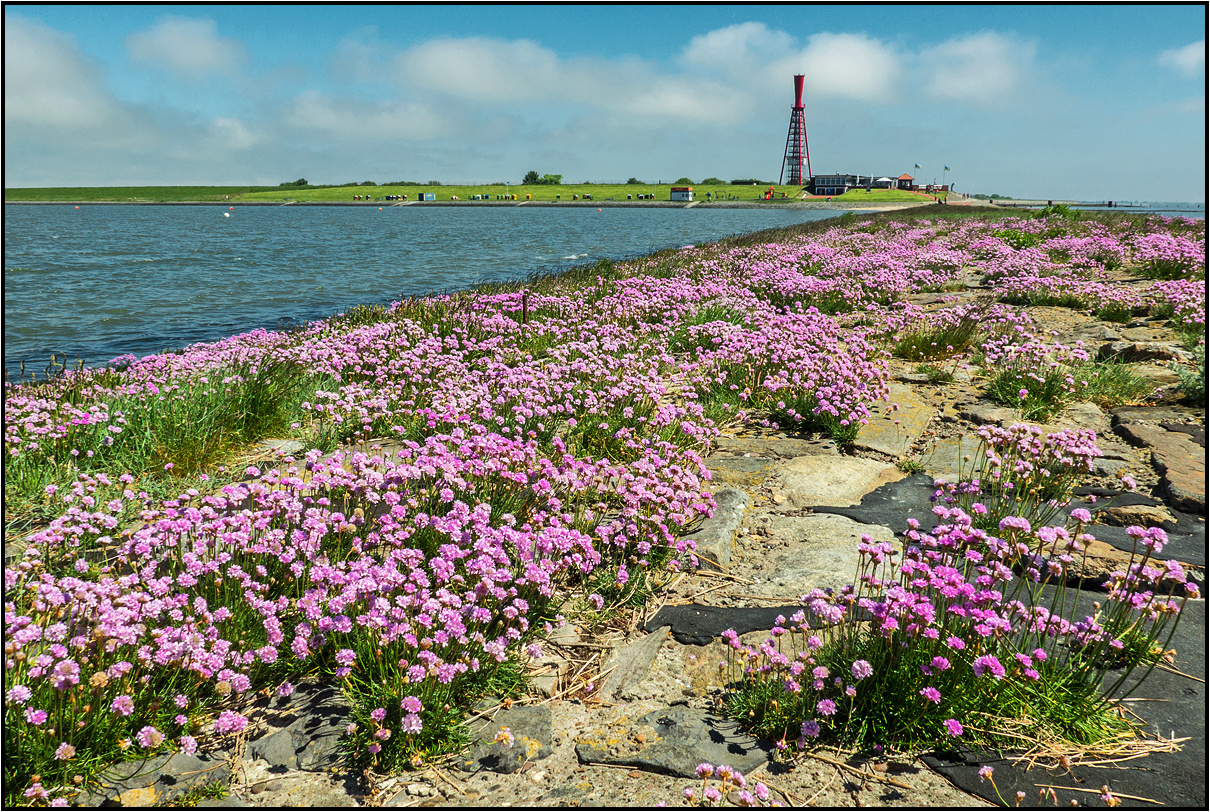 North Sea | coastal flowers |