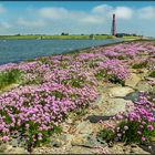 North Sea | coastal flowers |