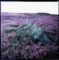 North York Moors