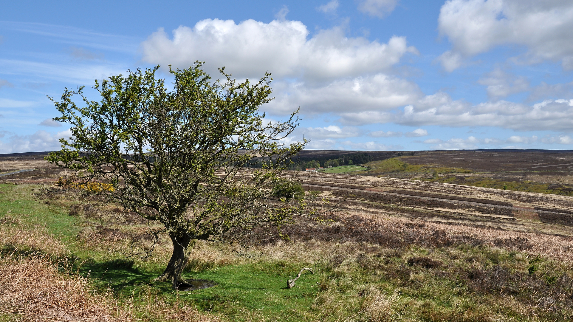 North York Moors 