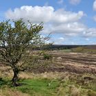 North York Moors 