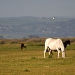 Northam Burrows