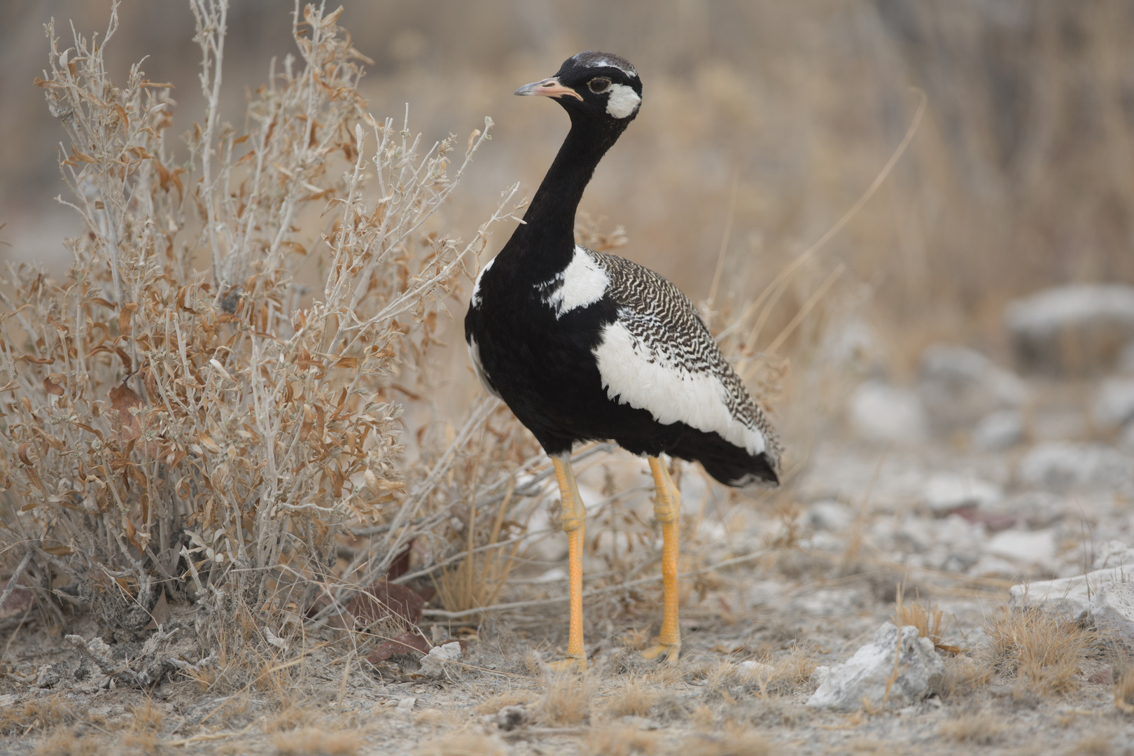 Northern Black Korhaan