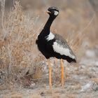 Northern Black Korhaan