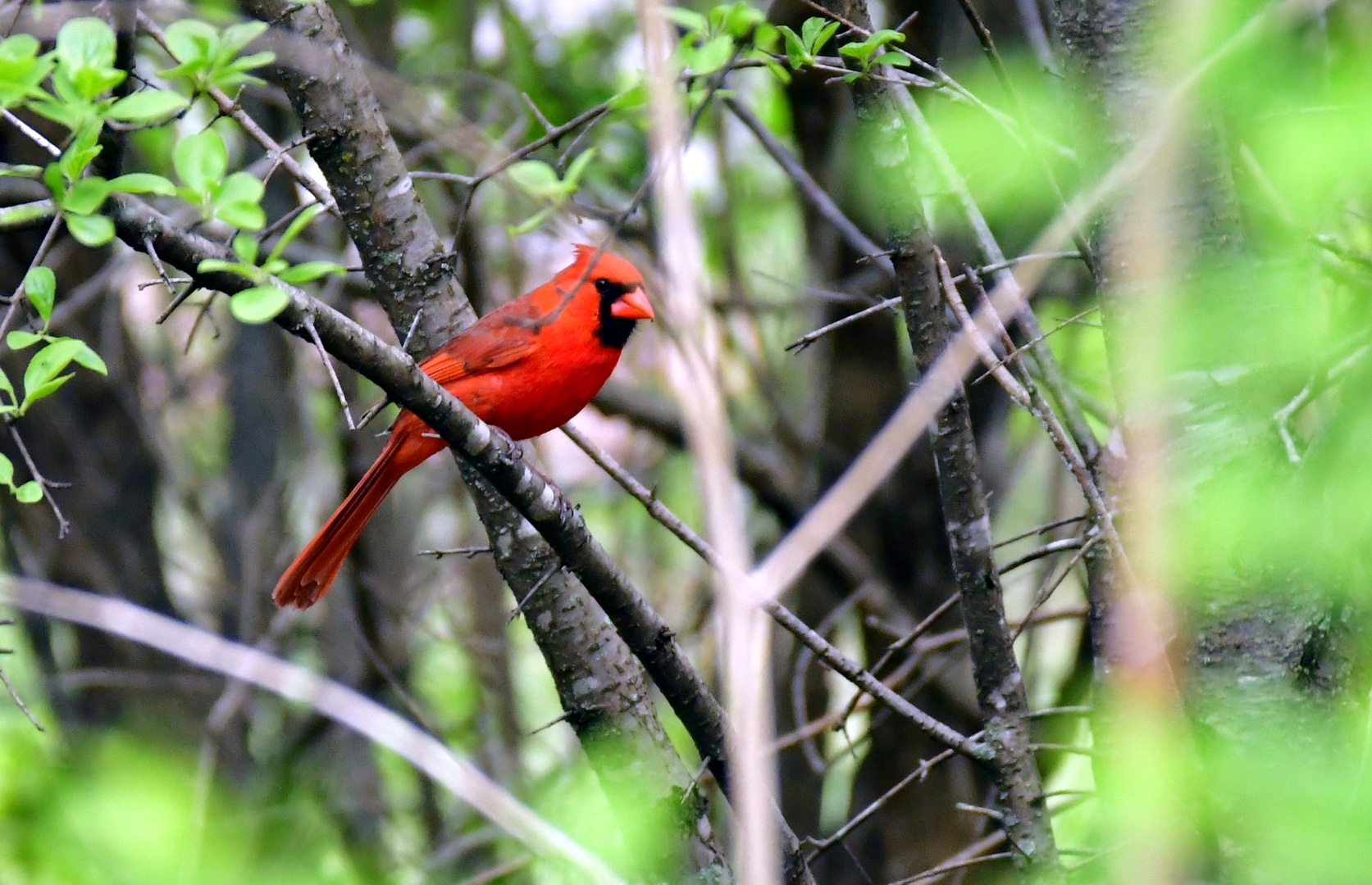 Northern Cardinal