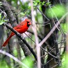 Northern Cardinal