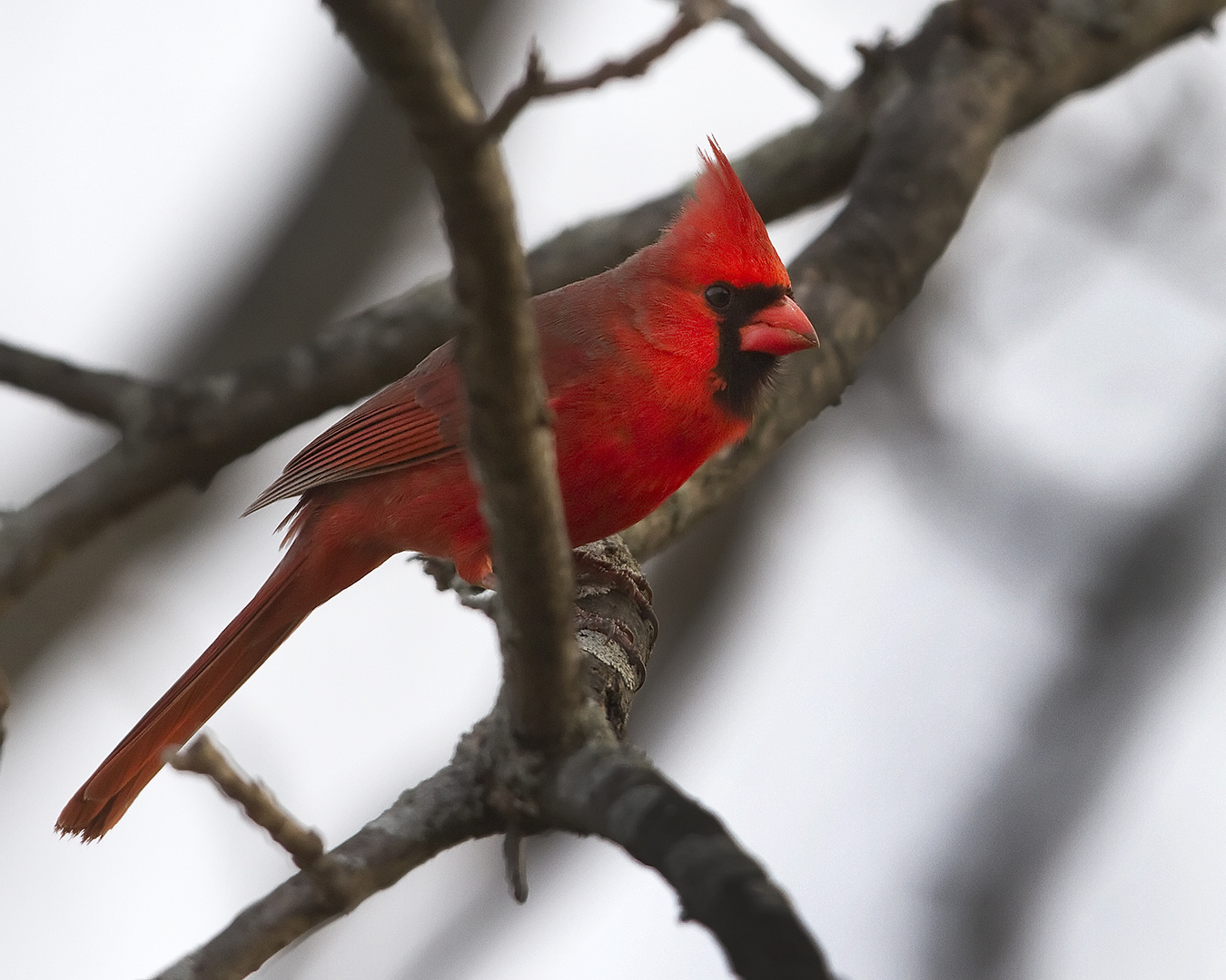 Northern Cardinal