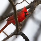 Northern Cardinal