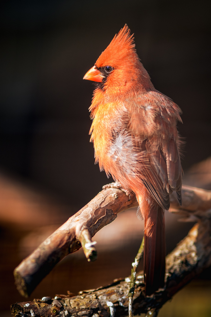 Northern Cardinal