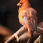 Northern Cardinal