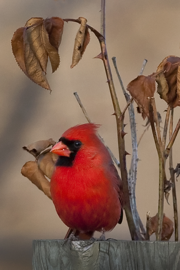 Northern Cardinal 2