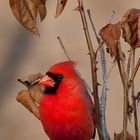 Northern Cardinal 2