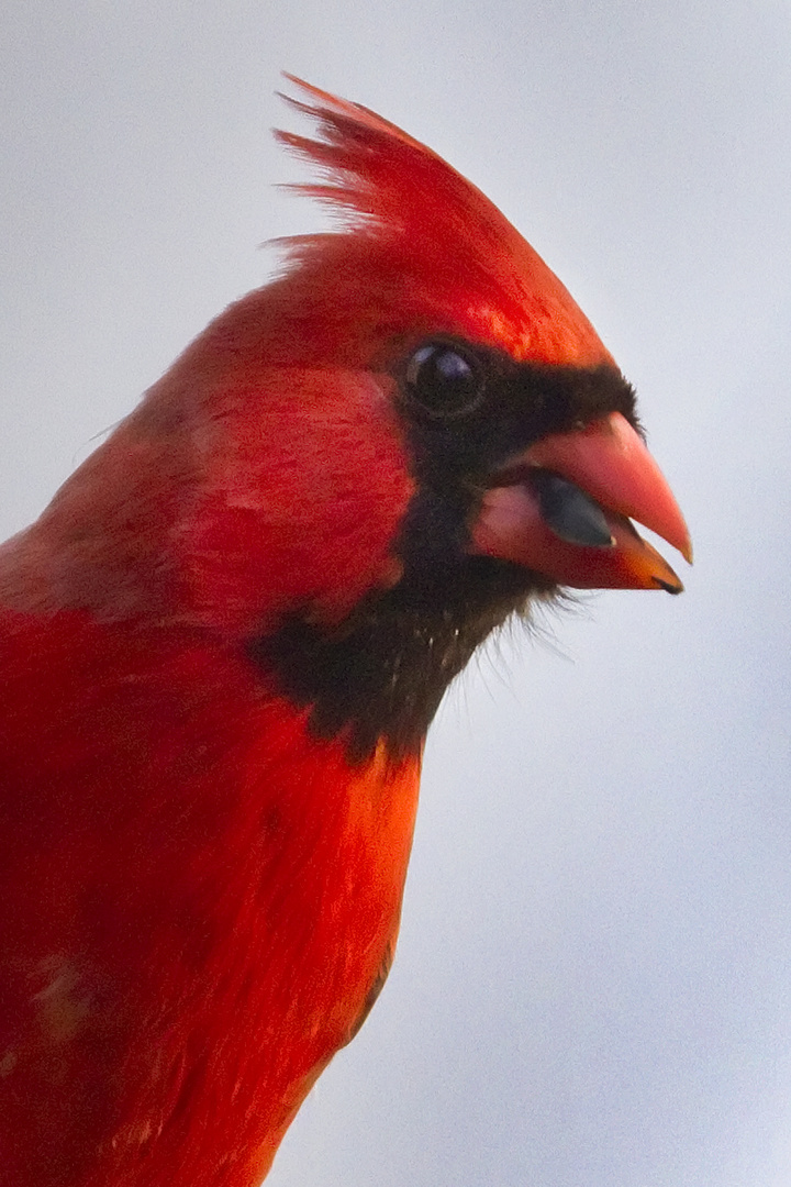 Northern Cardinal