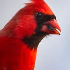 Northern Cardinal