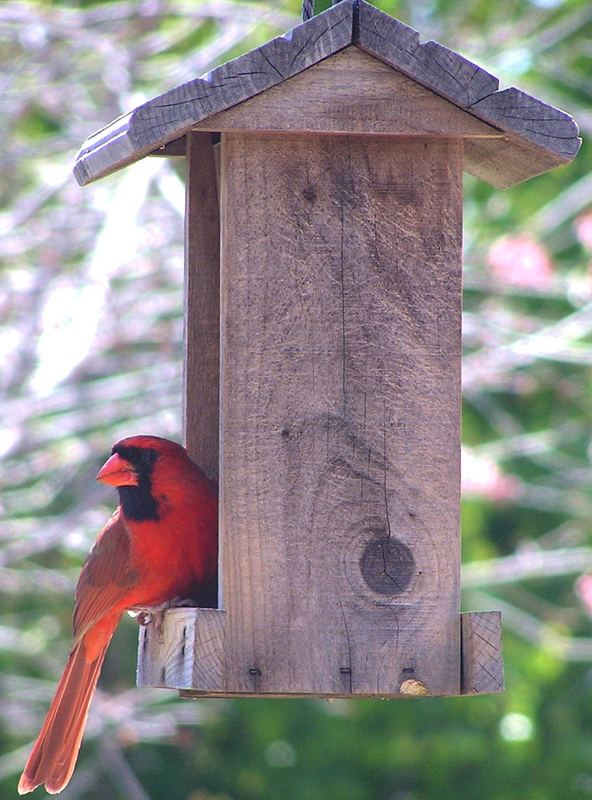 Northern Cardinal