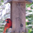 Northern Cardinal