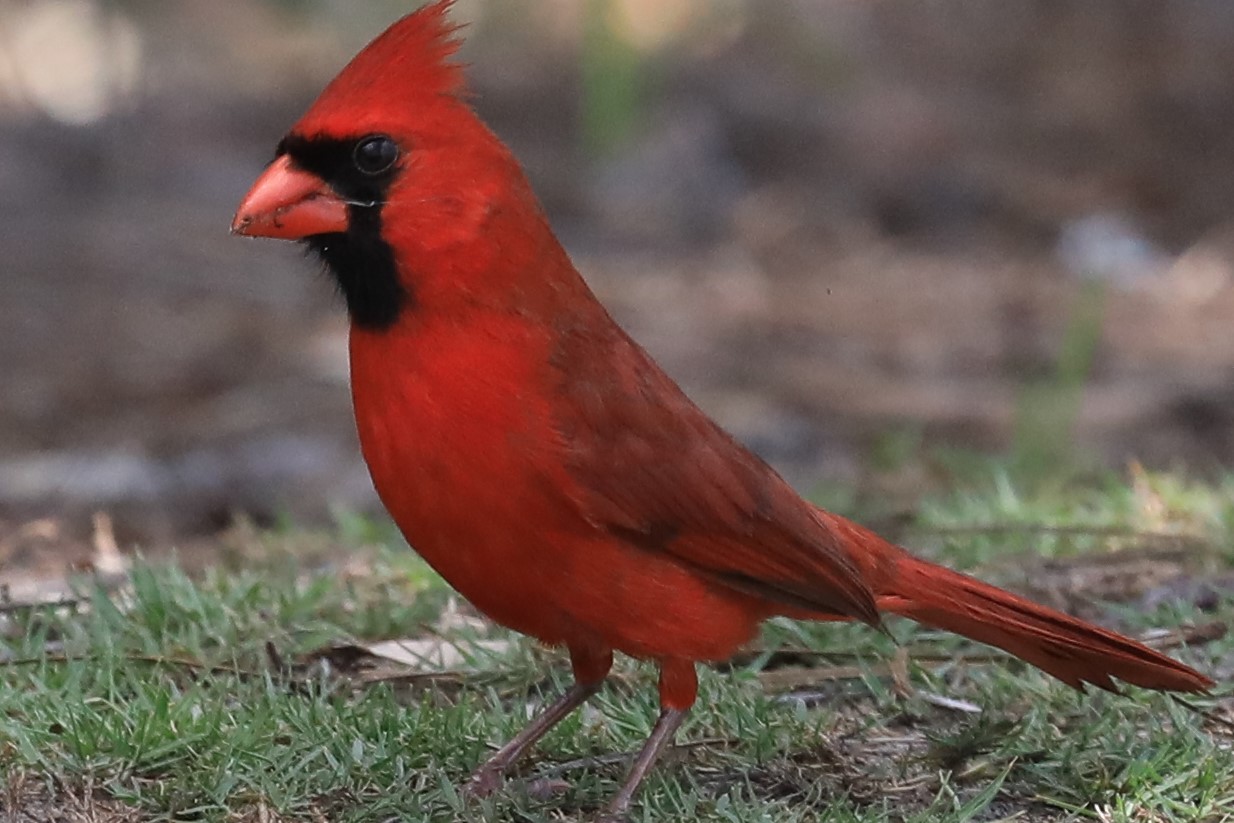 Northern Cardinal